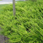 Lonicera nitida 'Maigrün'